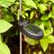 Glitzhome® 36" Solar Powered Angel Stake Light with Stainless Steel Poles, 3ct.